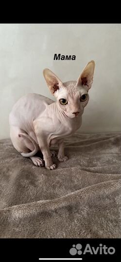 Донской сфинкс