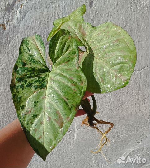 Сингониумы сортовые