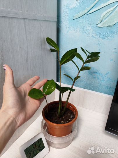 Замиокулькас