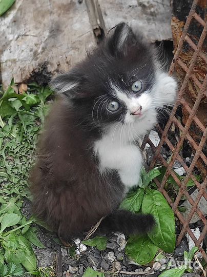 Отдам в добрые руки