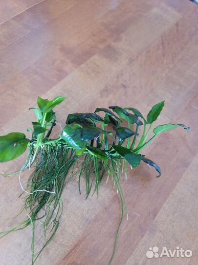 Аквариумное растение