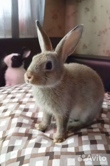 Карликовые кролики декоративные 3 месяца