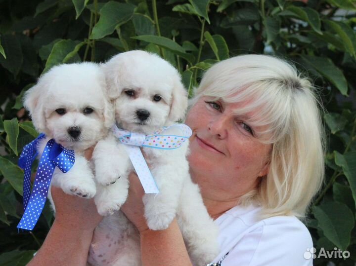 Щенки бишон фризе мини от заводчика породы