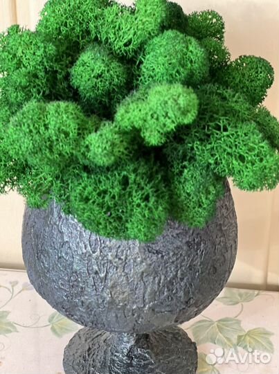 Стабилизированный мох бокал