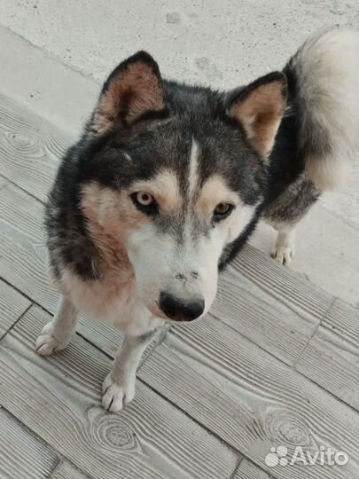 Сибирский хаски