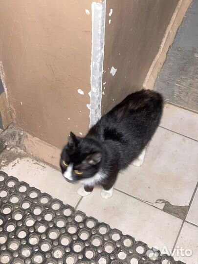 Чернышок ждёт дом