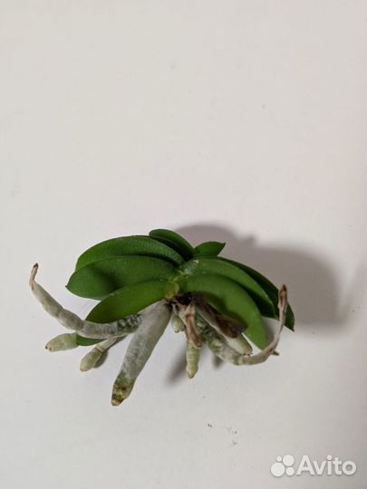 Шенорхис Schoenorchis fragrans xsib