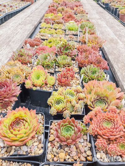 Сортовое молодило (каменные розы)