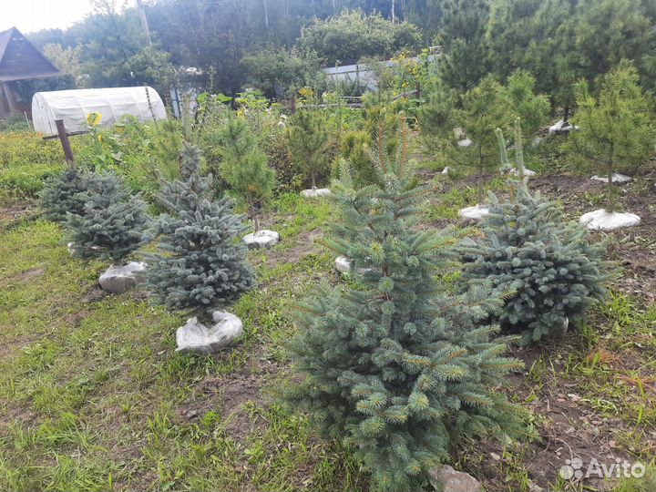 Саженцы ель голубая
