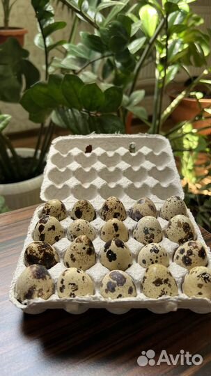 Яйцо перепелиное