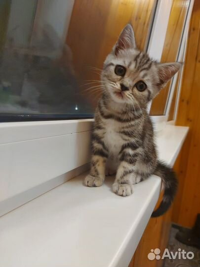 Шотландская девочка