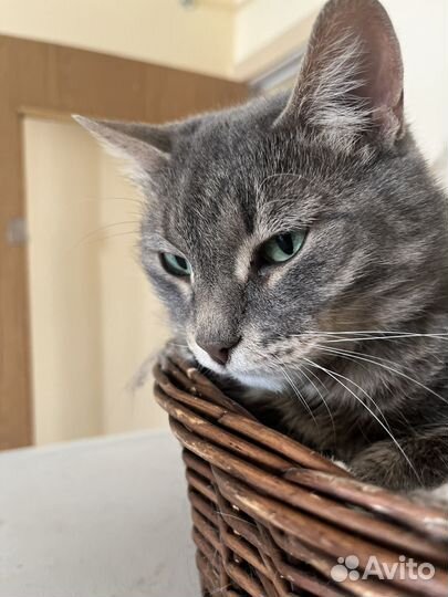 Бедный Смоки