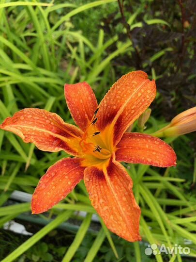 Многолетние кусты и растения