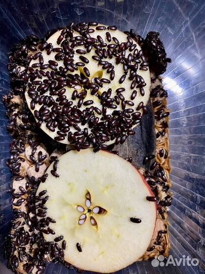 Личинки жука знахаря, жук знахарь, куколки знахаря