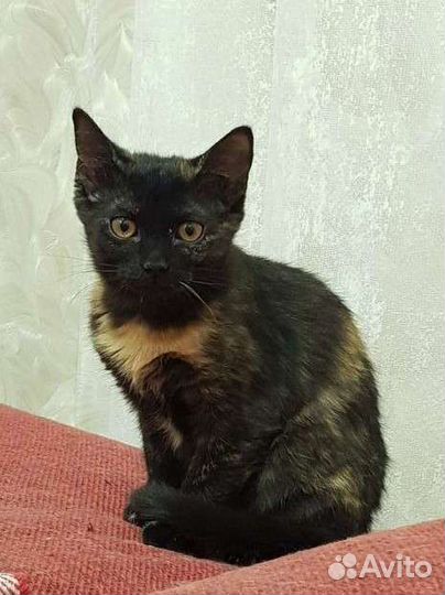 Котенок трехцветка Черри 7мес привита метиска