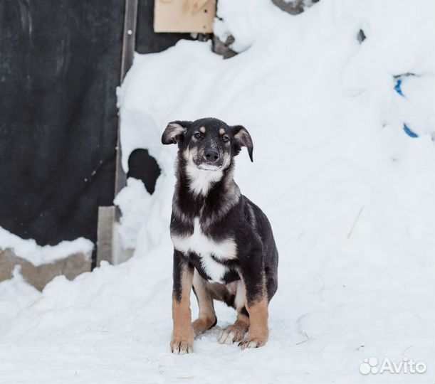 Щенок Джесси ищет дом