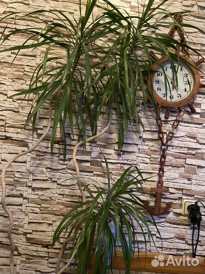 Комнатные цветы