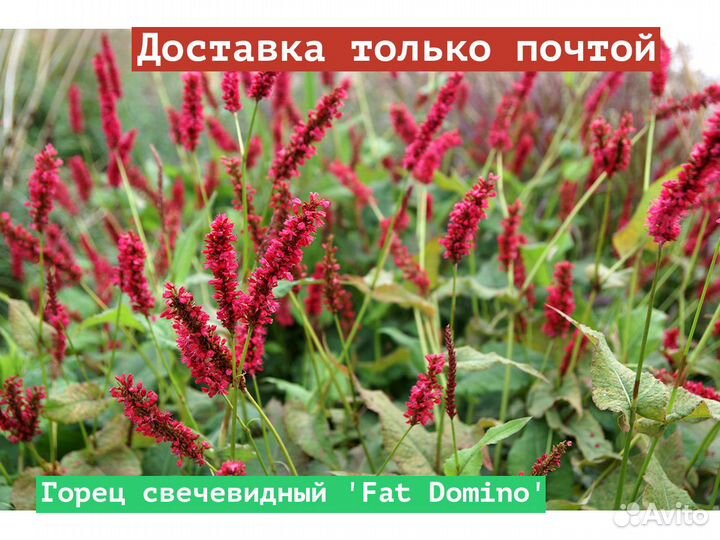 Горец свечевидный Fat Domino