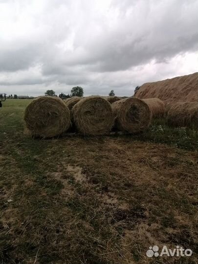 Сено в рулонах