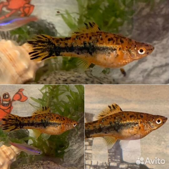 Меченосец тигровый (мальки)