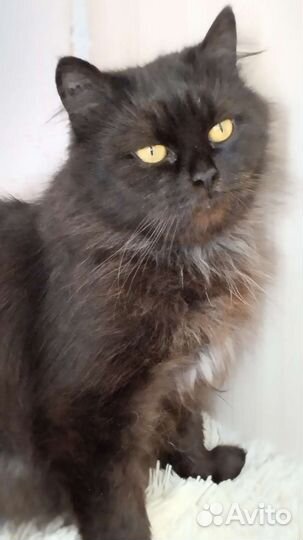 Персидская