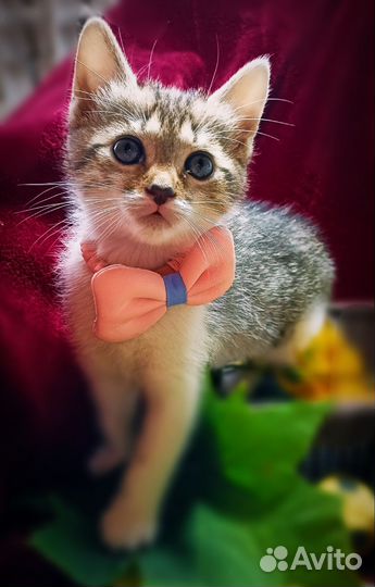 Котёнок девочка