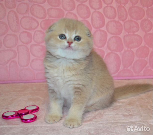 Золотые лиловые
