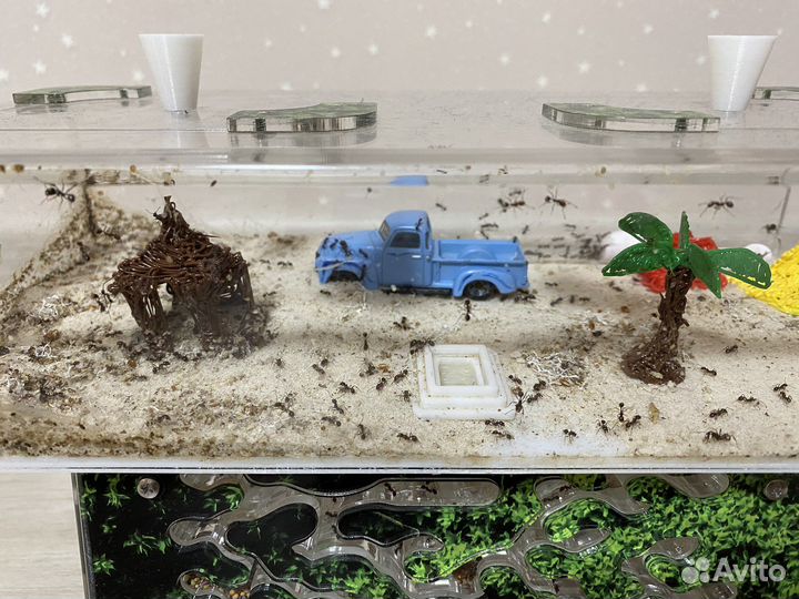 Муравьиная ферма с муравьями Формикарий