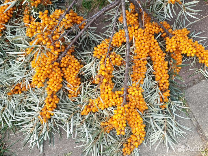 Облепиха сорт Ананасная и москов-красавица 1-5лет