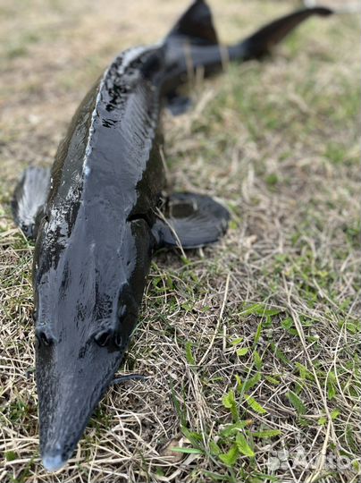 Рыба форель