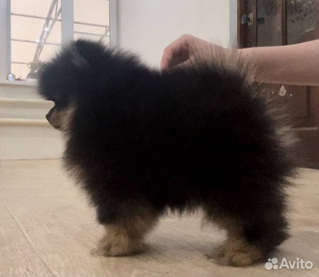 Померанский шпиц