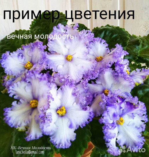 Сортовые фиалки, детки, листья