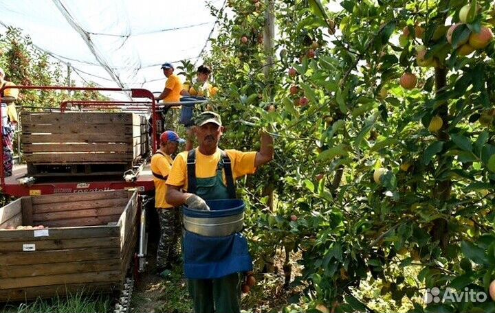Вахта Сборщик яблок