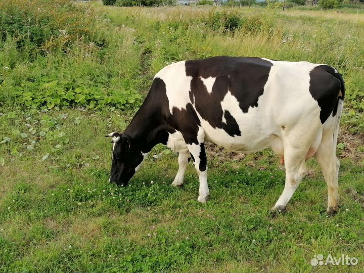 Корова стельная дойная
