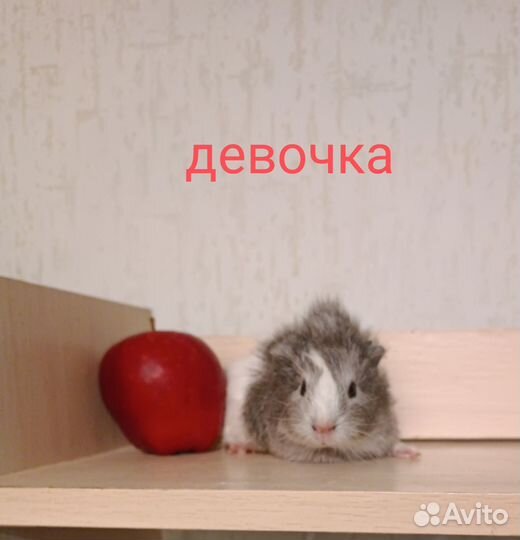 Морская свинка