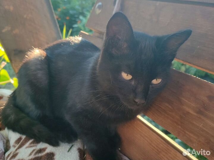 Кошка мышиловка