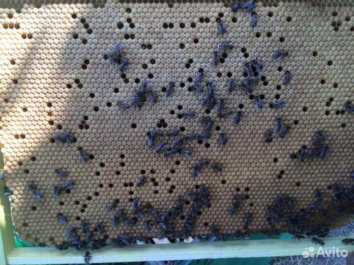 Пчеломатки Бакфаст