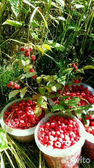 Малина лесная