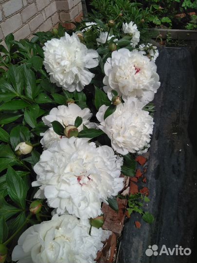 Пионы букет