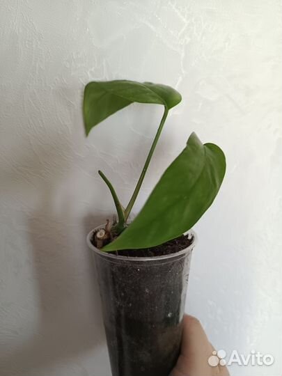 Эпипремнум скелетон