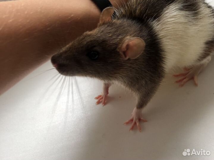 Крыса с клеткой