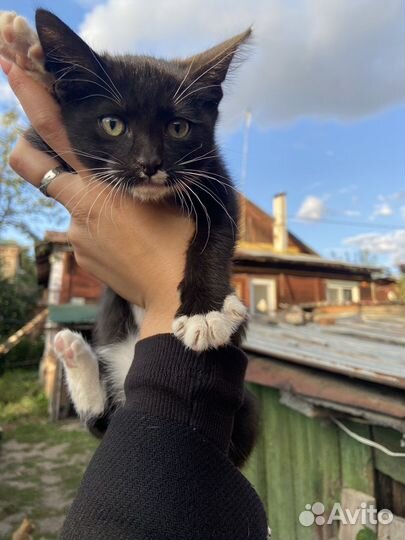 Котята отдам бесплатно