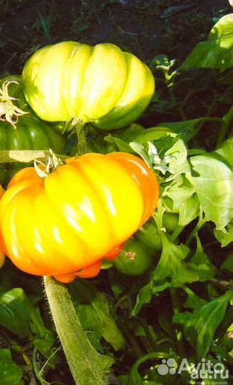 Набор семян томатов