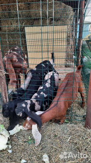 Козел камори