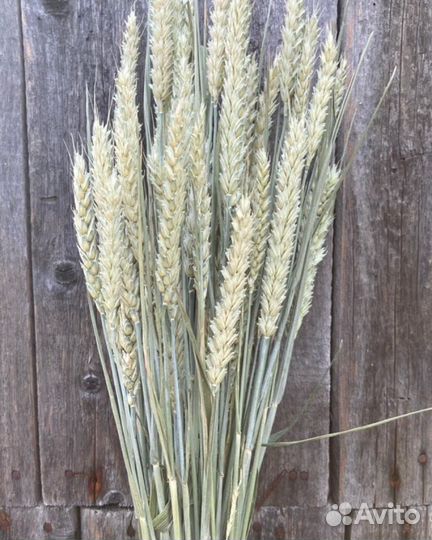 Рогоз и другие сухоцветы