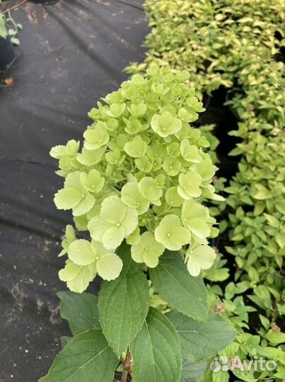 Гортензия Полярный медведь