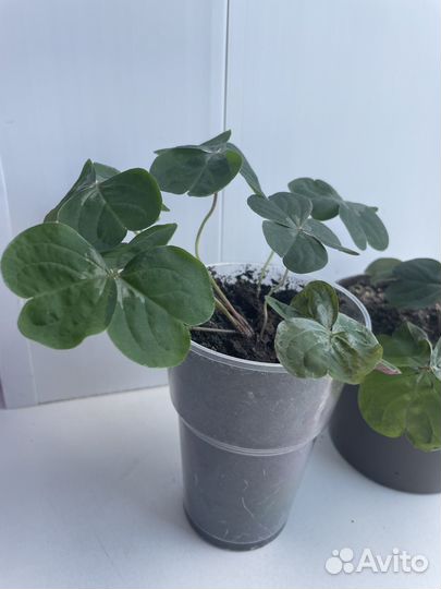 Кислица оксалис