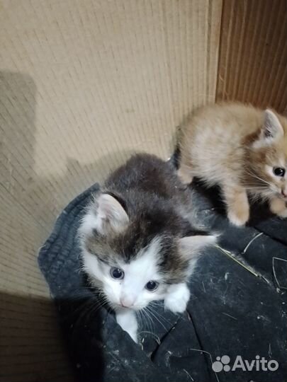 Отдам в добрые руки