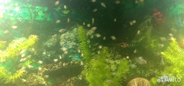 Аквариумные рыбки попугай