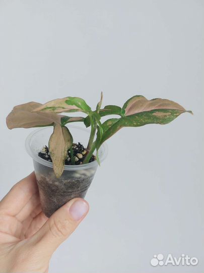 Сингониум ред спот